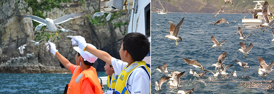 ウミネコの舞う海