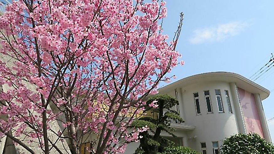 ホテル入口に咲く向陽桜