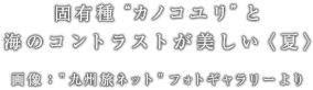 固有種“カノコユリ”と海のコントラストが美しい〈夏〉