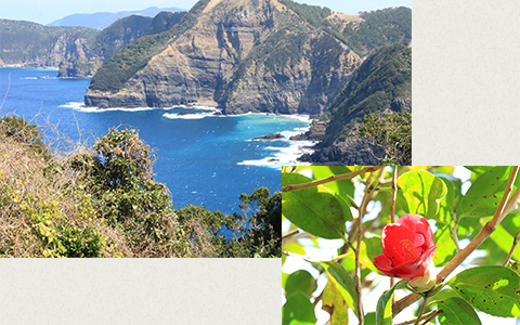 ツバキロード(西崎林道)ガイドツアー